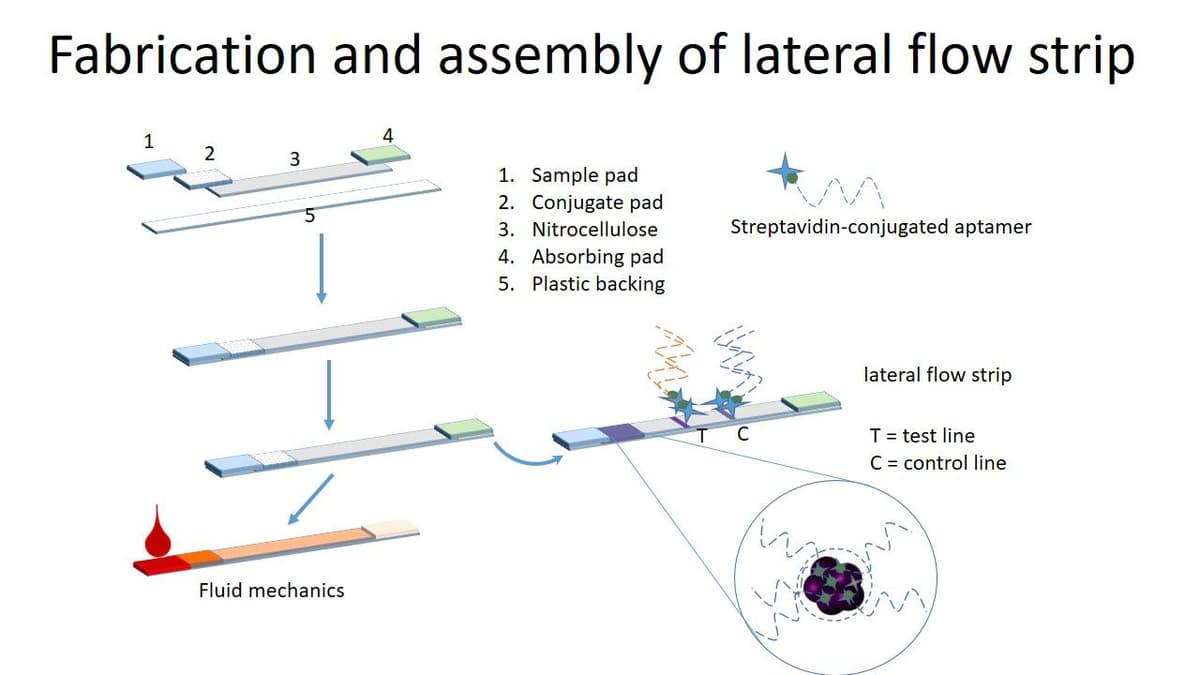 Lateral flow strip
